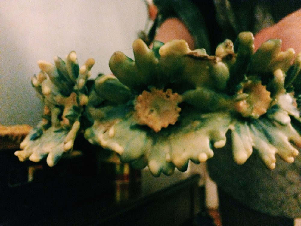 Processed with VSCOcam with c1 preset